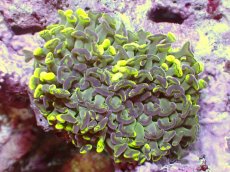 画像1: 【サンゴ】【通販】【オーストラリア産】ナガレハナサンゴ (Toxic Green/Blotchy)（個体販売）（±10ｃｍ）No.12（生体）（サンゴ） (1)