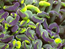 画像2: 【サンゴ】【通販】【オーストラリア産】ナガレハナサンゴ (Toxic Green/Blotchy)（個体販売）（±10ｃｍ）No.12（生体）（サンゴ） (2)