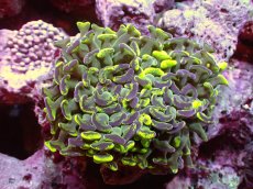 画像1: 【サンゴ】【通販】【オーストラリア産】ナガレハナサンゴ (Toxic Green/Blotchy)（個体販売）（±10ｃｍ）No.13（生体）（サンゴ） (1)