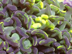 画像2: 【サンゴ】【通販】【オーストラリア産】ナガレハナサンゴ (Toxic Green/Blotchy)（個体販売）（±10ｃｍ）No.13（生体）（サンゴ） (2)