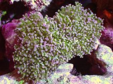 画像1: 【サンゴ】【通販】【オーストラリア産】タコアシサンゴ (Toxic Green Reverse)MLサイズ（個体販売）（±13ｃｍ）No.1（生体）（サンゴ） (1)