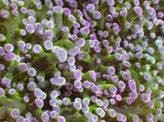 画像2: 【サンゴ】【通販】【オーストラリア産】タコアシサンゴ (Toxic Green Reverse)MLサイズ（個体販売）（±13ｃｍ）No.1（生体）（サンゴ） (2)