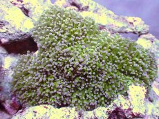 画像1: 【サンゴ】【通販】【オーストラリア産】タコアシサンゴ (Toxic Green Reverse)XLサイズ（個体販売）（±18ｃｍ）No.2（生体）（サンゴ） (1)