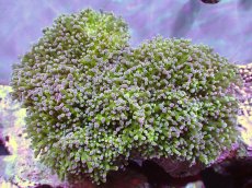 画像1: 【サンゴ】【通販】【オーストラリア産】タコアシサンゴ (Toxic Green Reverse)XLサイズ（個体販売）（±18ｃｍ）No.3（生体）（サンゴ） (1)