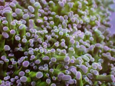 画像2: 【サンゴ】【通販】【オーストラリア産】タコアシサンゴ (Toxic Green Reverse)XLサイズ（個体販売）（±18ｃｍ）No.3（生体）（サンゴ） (2)
