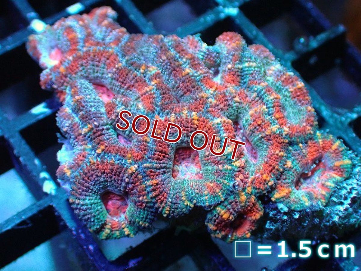 画像1: 【サンゴ】【通販】【オーストラリア産】カクオオトゲキクメイシ (Ultra Grade)（個体販売）No.3（生体）（サンゴ） (1)