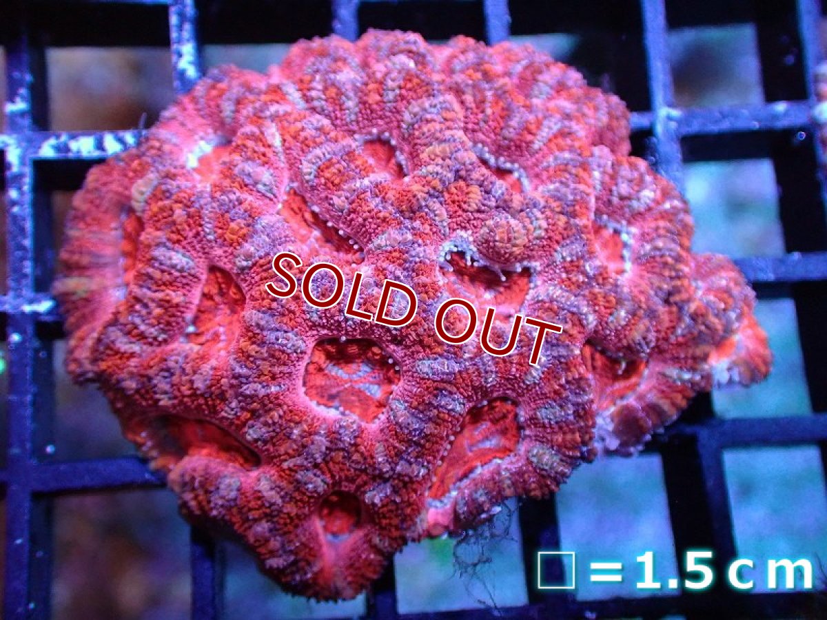 画像1: 【サンゴ】【通販】【オーストラリア産】カクオオトゲキクメイシ (Ultra Grade)（個体販売）No.4（生体）（サンゴ） (1)