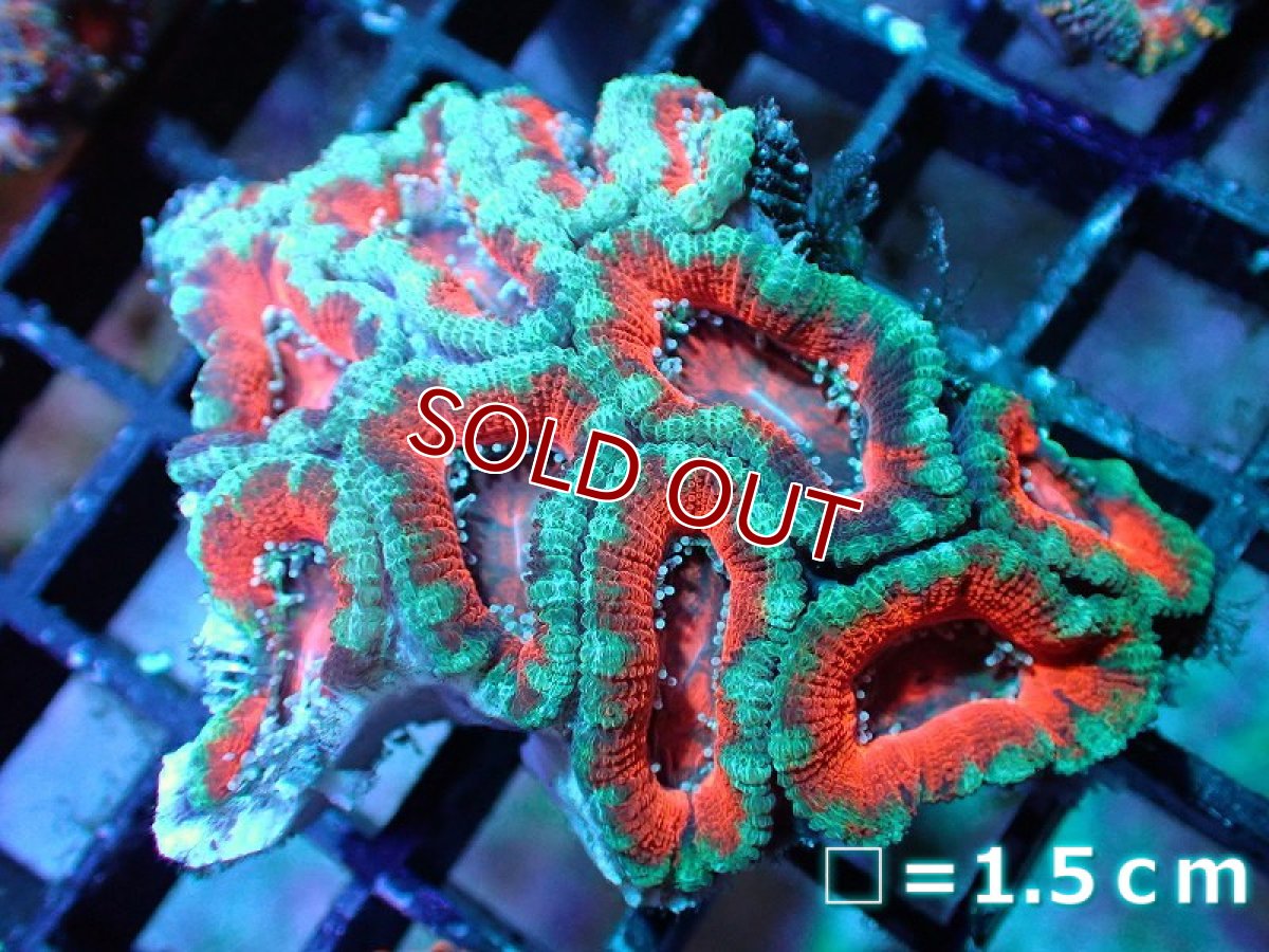 画像1: 【サンゴ】【通販】【オーストラリア産】カクオオトゲキクメイシ (Ultra Grade)（個体販売）No.6（生体）（サンゴ） (1)
