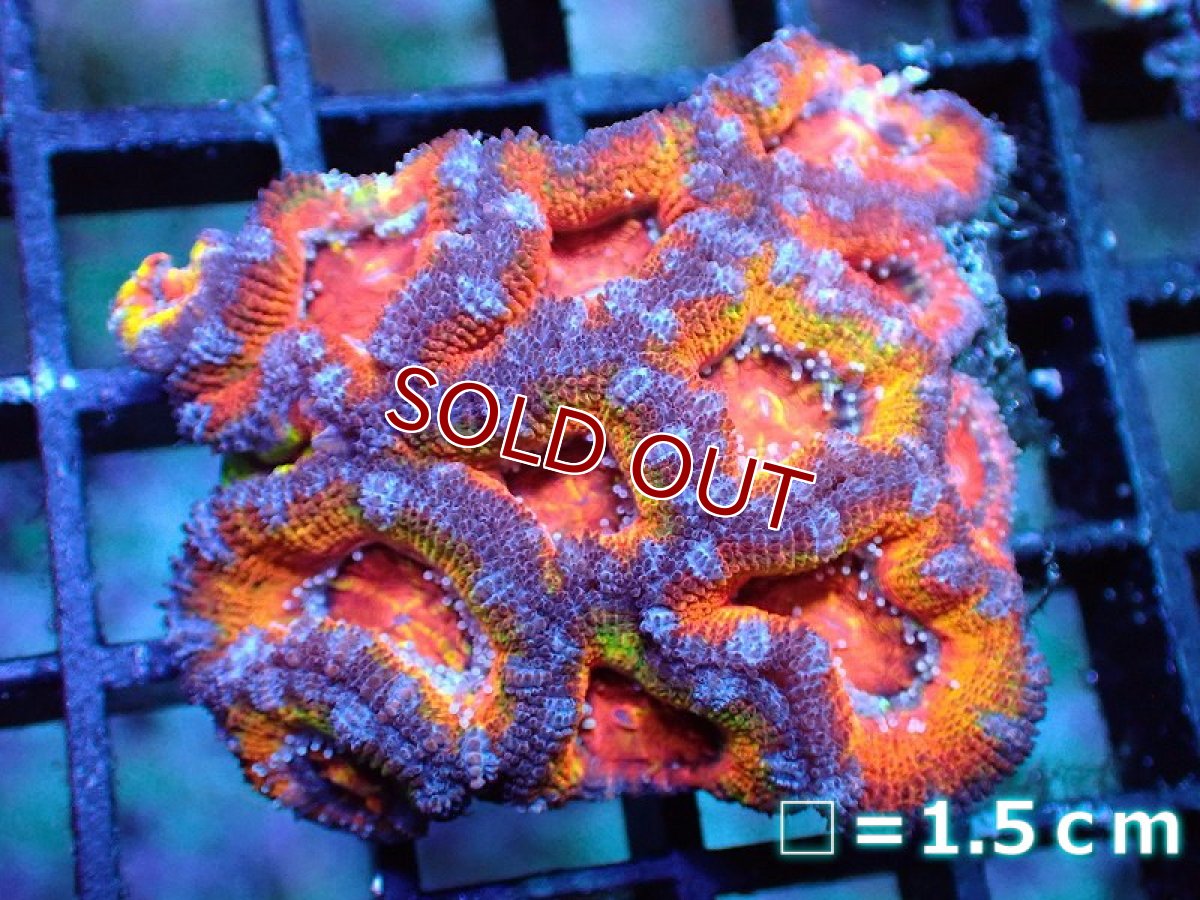 画像1: 【サンゴ】【通販】【オーストラリア産】カクオオトゲキクメイシ (Ultra Grade)（個体販売）No.10（生体）（サンゴ） (1)