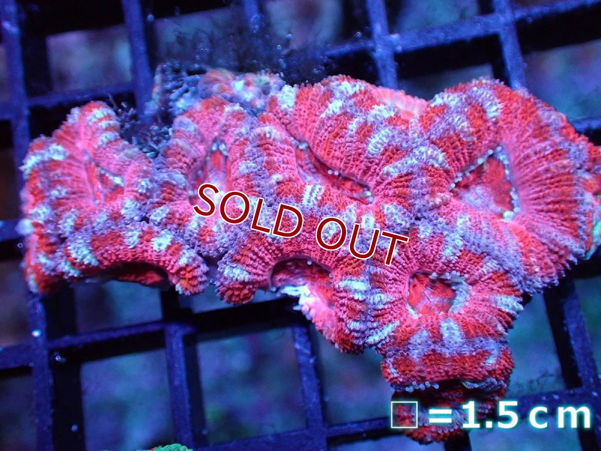 画像1: 【サンゴ】【通販】【オーストラリア産】カクオオトゲキクメイシ (Ultra Grade)（個体販売）No.12（生体）（サンゴ） (1)