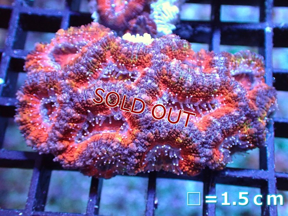 画像1: 【アーリーサマーセール20%OFF対象商品 サンゴ・イソギンチャク】【サンゴ】【通販】【オーストラリア産】カクオオトゲキクメイシ (Ultra Grade)（個体販売）No.15（生体）（サンゴ） (1)