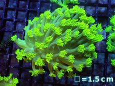画像1: 【サンゴ】【通販】【オーストラリア産】ハナガササンゴ（Metallic Green/カット個体）（個体販売）No.1（生体）（サンゴ） (1)