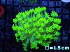 画像1: 【サンゴ】【通販】【オーストラリア産】ハナガササンゴ（Metallic Green/カット個体）（個体販売）No.2（生体）（サンゴ） (1)