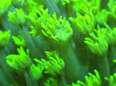 画像2: 【サンゴ】【通販】【オーストラリア産】ハナガササンゴ（Metallic Green/カット個体）（個体販売）No.3（生体）（サンゴ） (2)