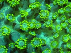 画像2: 【サンゴ】【通販】【オーストラリア産】ハナガササンゴ（Metallic Green）（個体販売）No.4（生体）（サンゴ） (2)