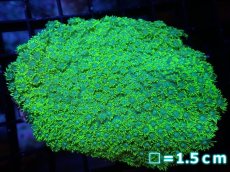 画像1: 【サンゴ】【通販】【オーストラリア産】ハナガササンゴ（Metallic Green）（個体販売）No.5（生体）（サンゴ） (1)