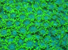 画像2: 【サンゴ】【通販】【オーストラリア産】ハナガササンゴ（Metallic Green）（個体販売）No.5（生体）（サンゴ） (2)