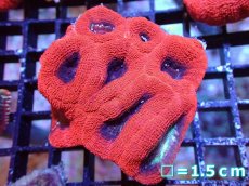 画像1: 【サンゴ】【通販】【オーストラリア産】オオトゲキクメイシ（Ultra Grade）（個体販売）No.2（生体）（サンゴ） (1)