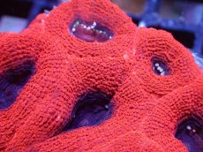 画像2: 【サンゴ】【通販】【オーストラリア産】オオトゲキクメイシ（Ultra Grade）（個体販売）No.2（生体）（サンゴ） (2)