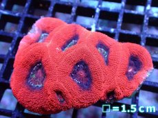 画像1: 【サンゴ】【通販】【オーストラリア産】オオトゲキクメイシ（Ultra Grade）（個体販売）No.3（生体）（サンゴ） (1)