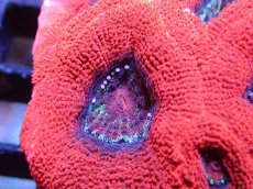 画像2: 【サンゴ】【通販】【オーストラリア産】オオトゲキクメイシ（Ultra Grade）（個体販売）No.3（生体）（サンゴ） (2)