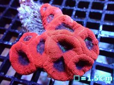 画像1: 【サンゴ】【通販】【オーストラリア産】オオトゲキクメイシ（Ultra Grade）（個体販売）No.4（生体）（サンゴ） (1)
