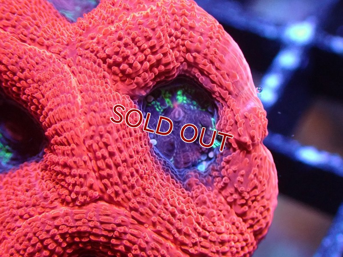 画像2: 【サンゴ】【通販】【オーストラリア産】オオトゲキクメイシ（Ultra Grade）（個体販売）No.4（生体）（サンゴ） (2)