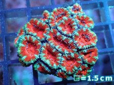 画像1: 【サンゴ】【通販】【オーストラリア産】カクオオトゲキクメイシ（Ultra Grade）（個体販売）No.46（生体）（サンゴ） (1)