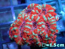 画像1: 【サンゴ】【通販】【オーストラリア産】カクオオトゲキクメイシ（Ultra Grade）（個体販売）No.47（生体）（サンゴ） (1)