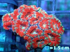 画像1: 【サンゴ】【通販】【オーストラリア産】カクオオトゲキクメイシ（Ultra Grade）（個体販売）No.48（生体）（サンゴ） (1)