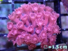 画像1: 【アーリーサマーセール20%OFF対象商品 サンゴ・イソギンチャク】【サンゴ】【通販】【オーストラリア産】ハナガササンゴ（RED/カット個体）（個体販売）No.3（生体）（サンゴ） (1)