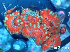 画像2: 【サンゴ】【通販】【オーストラリア産】カクオオトゲキクメイシ（Ultra Grade）（個体販売）No.1（生体）（サンゴ） (2)