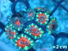 画像2: 【サンゴ】【通販】【オーストラリア産】カクオオトゲキクメイシ（Ultra Grade）（個体販売）No.2（生体）（サンゴ） (2)