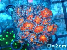 画像2: 【サンゴ】【通販】【オーストラリア産】カクオオトゲキクメイシ（Ultra Grade）（個体販売）No.3（生体）（サンゴ） (2)