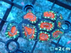 画像2: 【サンゴ】【通販】【オーストラリア産】カクオオトゲキクメイシ（Ultra Grade）（個体販売）No.4（生体）（サンゴ） (2)