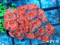 画像2: 【サンゴ】【通販】【オーストラリア産】カクオオトゲキクメイシ（Ultra Grade）（個体販売）No.5（生体）（サンゴ） (2)