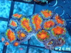 画像2: 【サンゴ】【通販】【オーストラリア産】カクオオトゲキクメイシ（Ultra Grade）（個体販売）No.6（生体）（サンゴ） (2)