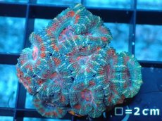 画像2: 【サンゴ】【通販】【オーストラリア産】カクオオトゲキクメイシ（Ultra Grade）（個体販売）No.7（生体）（サンゴ） (2)