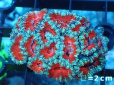 画像2: 【サンゴ】【通販】【オーストラリア産】カクオオトゲキクメイシ（Ultra Grade）（個体販売）No.8（生体）（サンゴ） (2)