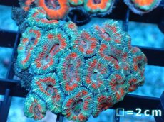 画像2: 【サンゴ】【通販】【オーストラリア産】カクオオトゲキクメイシ（Ultra Grade）（個体販売）No.9（生体）（サンゴ） (2)