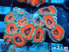 画像2: 【サンゴ】【通販】【オーストラリア産】カクオオトゲキクメイシ（Ultra Grade）（個体販売）No.10（生体）（サンゴ） (2)