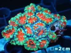 画像2: 【サンゴ】【通販】【オーストラリア産】カクオオトゲキクメイシ（Ultra Grade）（個体販売）No.11（生体）（サンゴ） (2)
