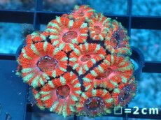 画像2: 【サンゴ】【通販】【オーストラリア産】カクオオトゲキクメイシ（Ultra Grade）（個体販売）No.12（生体）（サンゴ） (2)