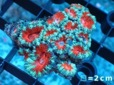 画像2: 【サンゴ】【通販】【オーストラリア産】カクオオトゲキクメイシ（Ultra Grade）（個体販売）No.13（生体）（サンゴ） (2)