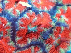 画像1: 【サンゴ】【通販】【オーストラリア産】カクオオトゲキクメイシ（Ultra Grade）（個体販売）No.14（生体）（サンゴ） (1)