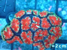 画像2: 【サンゴ】【通販】【オーストラリア産】カクオオトゲキクメイシ（Ultra Grade）（個体販売）No.14（生体）（サンゴ） (2)