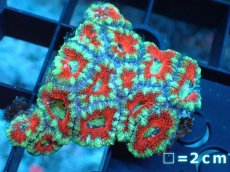 画像2: 【サンゴ】【通販】【オーストラリア産】カクオオトゲキクメイシ（Ultra Grade）（個体販売）No.15（生体）（サンゴ） (2)