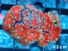 画像2: 【サンゴ】【通販】【オーストラリア産】カクオオトゲキクメイシ（Ultra Grade）（個体販売）No.16（生体）（サンゴ） (2)