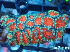 画像2: 【サンゴ】【通販】【オーストラリア産】カクオオトゲキクメイシ（Ultra Grade）（個体販売）No.17（生体）（サンゴ） (2)