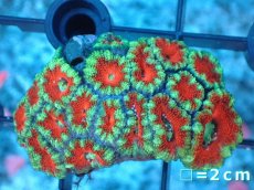 画像2: 【サンゴ】【通販】【オーストラリア産】カクオオトゲキクメイシ（Ultra Grade）（個体販売）No.18（生体）（サンゴ） (2)
